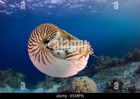 Nautilus Nautilus (belauensis), Palaos Banque D'Images