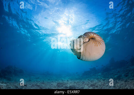 Nautilus Nautilus (belauensis), Palaos Banque D'Images