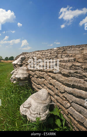 L'Amadou (champignon Fomes fomentarius) abattus sur un peuplier (Populus), Mecklembourg-Poméranie-Occidentale, Allemagne Banque D'Images