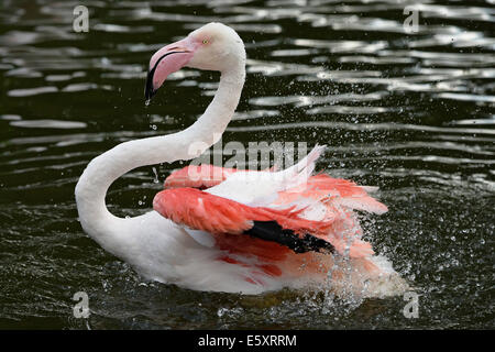 Flamant rose (Phoenicopterus roseus) lissage, captive, Bade-Wurtemberg, Allemagne Banque D'Images