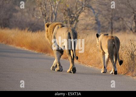 Lionne et lion (Panthera leo), hommes et femmes, marchant le long de la route, Kruger National Park, Afrique du Sud, l'Afrique Banque D'Images