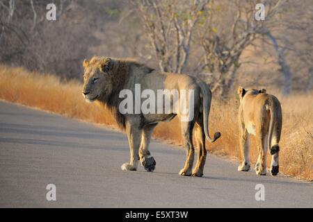 Lionne et lion (Panthera leo), marcher le long de la route, Kruger National Park, Afrique du Sud, l'Afrique Banque D'Images