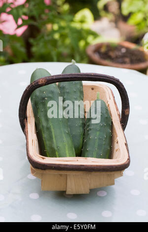 Cucumis sativus. La récolte des concombres. Banque D'Images