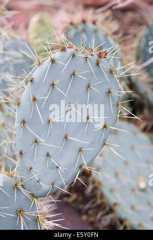 Opuntia Robusta. La section de la tige de cactus de roue. Banque D'Images