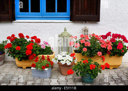 Les plantes en pots de géraniums sous windows blue. Banque D'Images