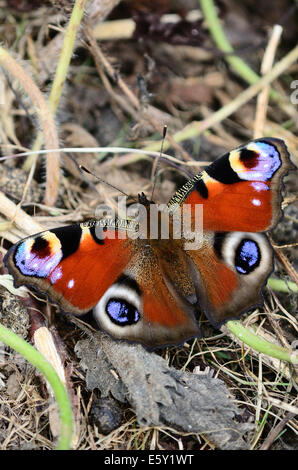 Un papillon paon au repos UK Banque D'Images