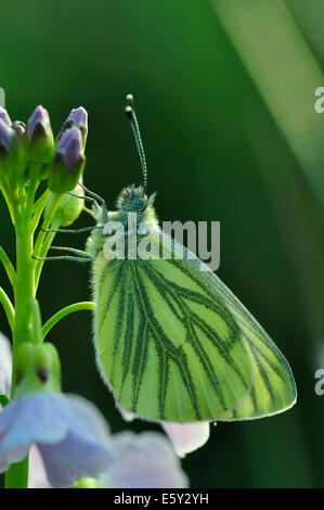 Un beau vert-papillon blanc veiné au repos UK Banque D'Images