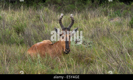 Hartebeest rouge unique avec un visage étroit distinctif et des cornes assis seul dans les prairies dans le parc animalier, Afrique du Sud Banque D'Images