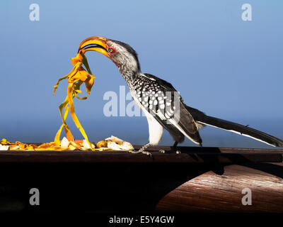 Bec de corne à bec jaune oriental se nourrissant de peau de fruit de pawpaw de table à oiseaux dans le parc animalier de Mabalingwe, Afrique du Sud Banque D'Images