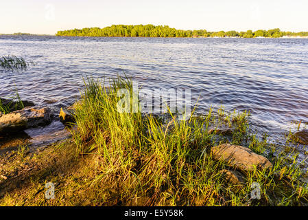 Les jeunes roseaux en herbe sous le soleil du printemps, près de la rivière, avec une forêt en arrière-plan Banque D'Images