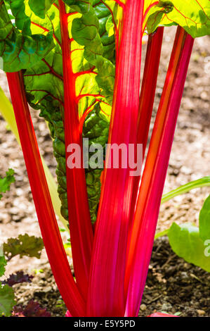 Tiges de blettes rouge plante poussant dans un jardin Banque D'Images