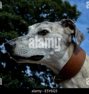 Chien Lurcher Banque D'Images