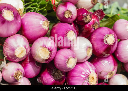 Rouge ou violet oignons fraîchement cueillies sur l'affichage Banque D'Images