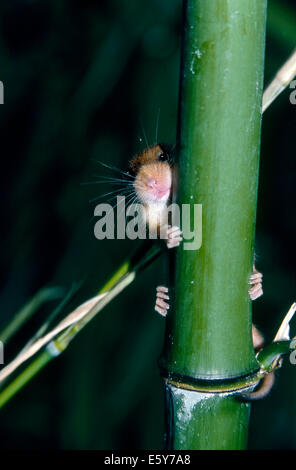 Muscardinus avellanarius Hazel (Vanessa cardui) qui est cachée derrière un bambou Banque D'Images