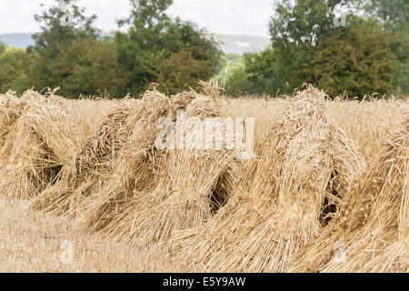 Vale de Pewsey, Wiltshire, Royaume-Uni. 7 Août, 2014. À travers le Royaume-Uni, il est temps de récolte et une bonne météo d'été en Grande-Bretagne est à la tête ou au-dessus de la moyenne des rendements des cultures céréalières. Ici, dans la pittoresque vallée de Pewsey près du village de Devizes, Wiltshire Marden, au sud-ouest de l'Angleterre, Royaume-Uni, golden ripe blé qui a été récolté a été attaché dans dans gerbes et superposés en attirant, moyettes traditionnel, qui rappelle des vieilles méthodes agricoles et rurales des scènes de campagne d'une époque révolue ; jeudi 7 août 2014. Credit : Graham Prentice/Alamy Live News Banque D'Images