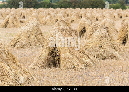 Vale de Pewsey, Wiltshire, Royaume-Uni. 7 Août, 2014. À travers le Royaume-Uni, il est temps de récolte et une bonne météo d'été en Grande-Bretagne est à la tête ou au-dessus de la moyenne des rendements des cultures céréalières. Ici, dans la pittoresque vallée de Pewsey près du village de Devizes, Wiltshire Marden, au sud-ouest de l'Angleterre, Royaume-Uni, golden ripe blé qui a été récolté a été attaché dans dans gerbes et superposés en attirant, moyettes traditionnel, qui rappelle des vieilles méthodes agricoles et rurales des scènes de campagne d'une époque révolue ; jeudi 7 août 2014. Credit : Graham Prentice/Alamy Live News Banque D'Images