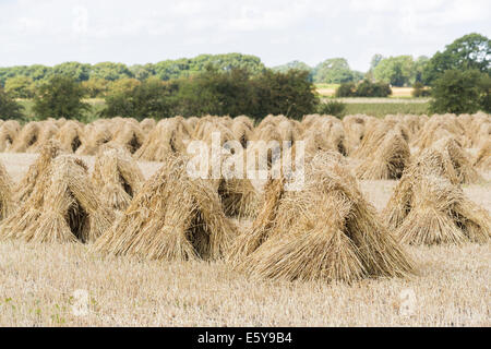 Vale de Pewsey, Wiltshire, Royaume-Uni. 7 Août, 2014. À travers le Royaume-Uni, il est temps de récolte et une bonne météo d'été en Grande-Bretagne est à la tête ou au-dessus de la moyenne des rendements des cultures céréalières. Ici, dans la pittoresque vallée de Pewsey près du village de Devizes, Wiltshire Marden, au sud-ouest de l'Angleterre, Royaume-Uni, golden ripe blé qui a été récolté a été attaché dans dans gerbes et superposés en attirant, moyettes traditionnel, qui rappelle des vieilles méthodes agricoles et rurales des scènes de campagne d'une époque révolue ; jeudi 7 août 2014. Credit : Graham Prentice/Alamy Live News Banque D'Images