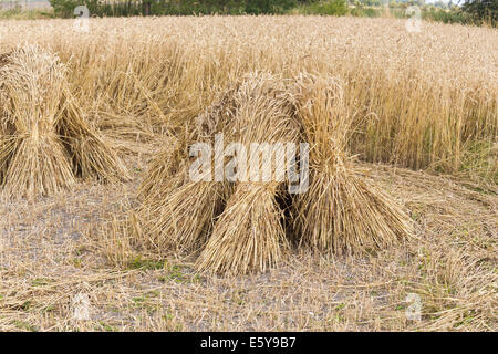 Vale de Pewsey, Wiltshire, Royaume-Uni. 7 Août, 2014. À travers le Royaume-Uni, il est temps de récolte et une bonne météo d'été en Grande-Bretagne est à la tête ou au-dessus de la moyenne des rendements des cultures céréalières. Ici, dans la pittoresque vallée de Pewsey près du village de Devizes, Wiltshire Marden, au sud-ouest de l'Angleterre, Royaume-Uni, golden ripe blé qui a été récolté a été attaché dans dans gerbes et superposés en attirant, moyettes traditionnel, qui rappelle des vieilles méthodes agricoles et rurales des scènes de campagne d'une époque révolue ; jeudi 7 août 2014. Credit : Graham Prentice/Alamy Live News Banque D'Images