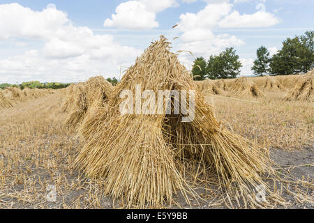 Vale de Pewsey, Wiltshire, Royaume-Uni. 7 Août, 2014. À travers le Royaume-Uni, il est temps de récolte et une bonne météo d'été en Grande-Bretagne est à la tête ou au-dessus de la moyenne des rendements des cultures céréalières. Ici, dans la pittoresque vallée de Pewsey près du village de Devizes, Wiltshire Marden, au sud-ouest de l'Angleterre, Royaume-Uni, golden ripe blé qui a été récolté a été attaché dans dans gerbes et superposés en attirant, moyettes traditionnel, qui rappelle des vieilles méthodes agricoles et rurales des scènes de campagne d'une époque révolue ; jeudi 7 août 2014. Credit : Graham Prentice/Alamy Live News Banque D'Images