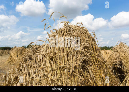 Vale de Pewsey, Wiltshire, Royaume-Uni. 7 Août, 2014. À travers le Royaume-Uni, il est temps de récolte et une bonne météo d'été en Grande-Bretagne est à la tête ou au-dessus de la moyenne des rendements des cultures céréalières. Ici, dans la pittoresque vallée de Pewsey près du village de Devizes, Wiltshire Marden, au sud-ouest de l'Angleterre, Royaume-Uni, golden ripe blé qui a été récolté a été attaché dans dans gerbes et superposés en attirant, moyettes traditionnel, qui rappelle des vieilles méthodes agricoles et rurales des scènes de campagne d'une époque révolue ; jeudi 7 août 2014. Credit : Graham Prentice/Alamy Live News Banque D'Images