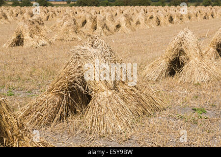 Vale de Pewsey, Wiltshire, Royaume-Uni. 7 Août, 2014. À travers le Royaume-Uni, il est temps de récolte et une bonne météo d'été en Grande-Bretagne est à la tête ou au-dessus de la moyenne des rendements des cultures céréalières. Ici, dans la pittoresque vallée de Pewsey près du village de Devizes, Wiltshire Marden, au sud-ouest de l'Angleterre, Royaume-Uni, golden ripe blé qui a été récolté a été attaché dans dans gerbes et superposés en attirant, moyettes traditionnel, qui rappelle des vieilles méthodes agricoles et rurales des scènes de campagne d'une époque révolue ; jeudi 7 août 2014. Credit : Graham Prentice/Alamy Live News Banque D'Images