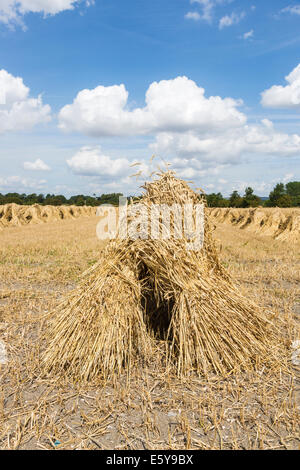 Vale de Pewsey, Wiltshire, Royaume-Uni. 7 Août, 2014. À travers le Royaume-Uni, il est temps de récolte et une bonne météo d'été en Grande-Bretagne est à la tête ou au-dessus de la moyenne des rendements des cultures céréalières. Ici, dans la pittoresque vallée de Pewsey près du village de Devizes, Wiltshire Marden, au sud-ouest de l'Angleterre, Royaume-Uni, golden ripe blé qui a été récolté a été attaché dans dans gerbes et superposés en attirant, moyettes traditionnel, qui rappelle des vieilles méthodes agricoles et rurales des scènes de campagne d'une époque révolue ; jeudi 7 août 2014. Credit : Graham Prentice/Alamy Live News Banque D'Images