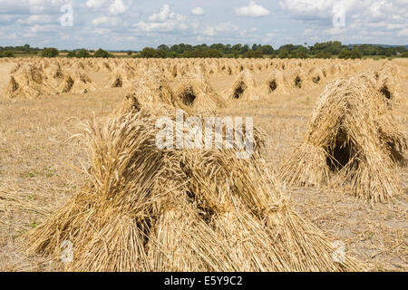 Vale de Pewsey, Wiltshire, Royaume-Uni. 7 Août, 2014. À travers le Royaume-Uni, il est temps de récolte et une bonne météo d'été en Grande-Bretagne est à la tête ou au-dessus de la moyenne des rendements des cultures céréalières. Ici, dans la pittoresque vallée de Pewsey près du village de Devizes, Wiltshire Marden, au sud-ouest de l'Angleterre, Royaume-Uni, golden ripe blé qui a été récolté a été attaché dans dans gerbes et superposés en attirant, moyettes traditionnel, qui rappelle des vieilles méthodes agricoles et rurales des scènes de campagne d'une époque révolue ; jeudi 7 août 2014. Credit : Graham Prentice/Alamy Live News Banque D'Images