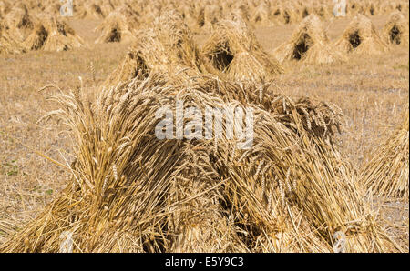 Vale de Pewsey, Wiltshire, Royaume-Uni. 7 Août, 2014. À travers le Royaume-Uni, il est temps de récolte et une bonne météo d'été en Grande-Bretagne est à la tête ou au-dessus de la moyenne des rendements des cultures céréalières. Ici, dans la pittoresque vallée de Pewsey près du village de Devizes, Wiltshire Marden, au sud-ouest de l'Angleterre, Royaume-Uni, golden ripe blé qui a été récolté a été attaché dans dans gerbes et superposés en attirant, moyettes traditionnel, qui rappelle des vieilles méthodes agricoles et rurales des scènes de campagne d'une époque révolue ; jeudi 7 août 2014. Credit : Graham Prentice/Alamy Live News Banque D'Images