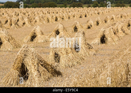 Vale de Pewsey, Wiltshire, Royaume-Uni. 7 Août, 2014. À travers le Royaume-Uni, il est temps de récolte et une bonne météo d'été en Grande-Bretagne est à la tête ou au-dessus de la moyenne des rendements des cultures céréalières. Ici, dans la pittoresque vallée de Pewsey près du village de Devizes, Wiltshire Marden, au sud-ouest de l'Angleterre, Royaume-Uni, golden ripe blé qui a été récolté a été attaché dans dans gerbes et superposés en attirant, moyettes traditionnel, qui rappelle des vieilles méthodes agricoles et rurales des scènes de campagne d'une époque révolue ; jeudi 7 août 2014. Credit : Graham Prentice/Alamy Live News Banque D'Images