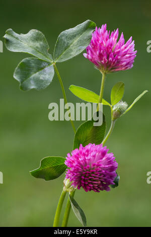 Le trèfle rouge (Trifolium pratense) en fleurs Banque D'Images