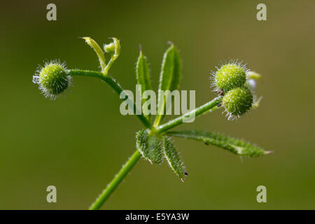 Gaillet / clivers / éleusine / catchweed (Galium aparine) montrant les fruits globuleux / bavures Banque D'Images