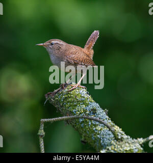 Troglodyte mignon (Troglodytes troglodytes) perché sur l'arbre dans la direction générale Banque D'Images