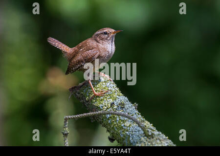 Troglodyte mignon (Troglodytes troglodytes) perché sur l'arbre dans la direction générale Banque D'Images