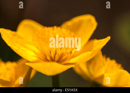 Un close up image d'un souci de marais, Caltha palustris montrant les pétales et les étamines. Banque D'Images