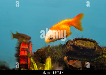 Belle or poisson perroquet dans l'eau. Banque D'Images