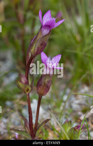 Gentiane (Gentiana campestris champ campestris) flower Banque D'Images