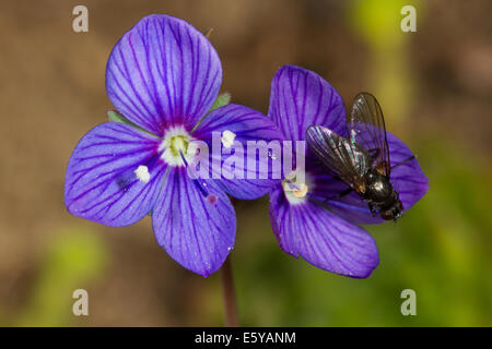 Rock Speedwell (Veronica fruticans) Banque D'Images