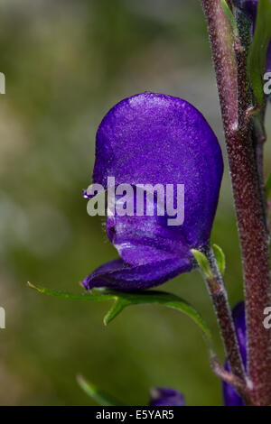 Moines-hood (Aconitum napellus) flower Banque D'Images