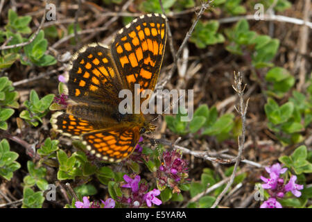 Heath fritillary (Mellicta athalia) se nourrissant de thym (Thymus polytrichus) fleurs Banque D'Images