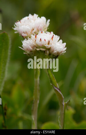 Antennaria dioica (Mountain, éternelle, Catsfoot Stoloniferous Pussytoes ou gnaphale) Banque D'Images