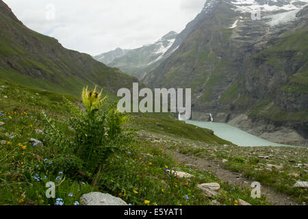 Spiniest Cirsium spinosissimum) sur une colline surplombant un lac glaciaire Banque D'Images