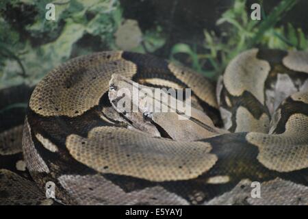 Photographie en gros plan d'un boa constrictor (Boa constrictor) enroulé reposant avec des écailles finement motifs. Banque D'Images