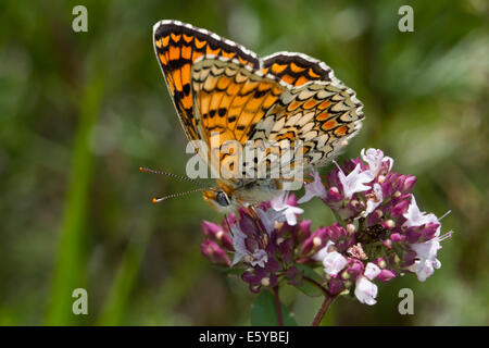 La centaurée noire fritillary (Melitaea phoebe) Banque D'Images