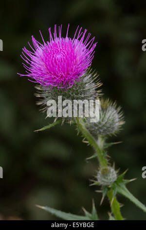 Spear Cirsium vulgare) flower Banque D'Images