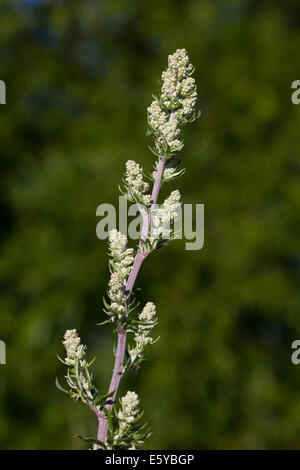 Armoise (Artemisia vulgaris) flower Banque D'Images