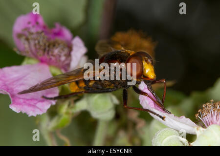 Hornet-imiter Hoverfly (Volucella zonaria) se nourrissant sur une fleur de ronce Banque D'Images