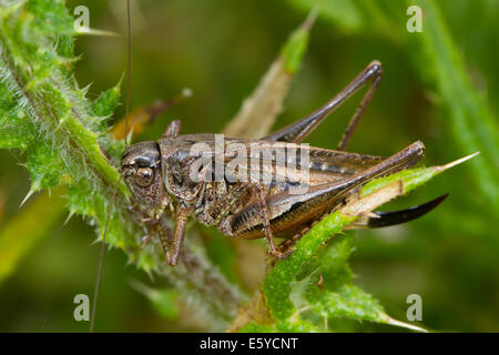 Femelle Gris (Platycleis albopunctata) sur une tige de chardon Banque D'Images