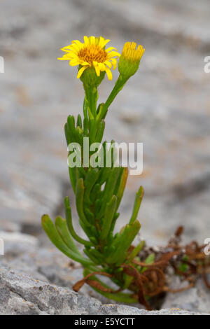 Golden-Samphire (Inula crithmoides) Banque D'Images