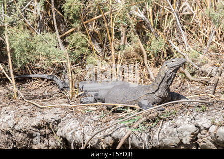 Lézard de surveillance du Nil, Varanus niloticus, refuge national d'oiseaux de Djoudj, Sénégal Banque D'Images