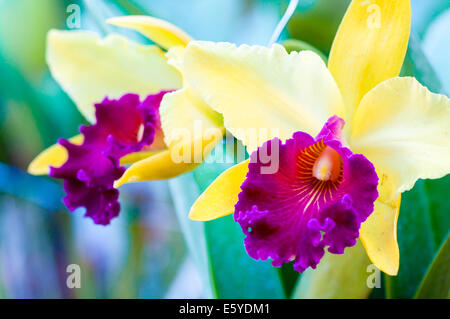 Gros plan sur les orchidées Cattleya colorés Banque D'Images